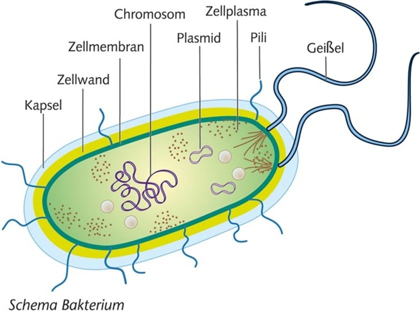 Bacterium