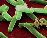 Clostridium difficile