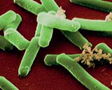 Clostridium difficile