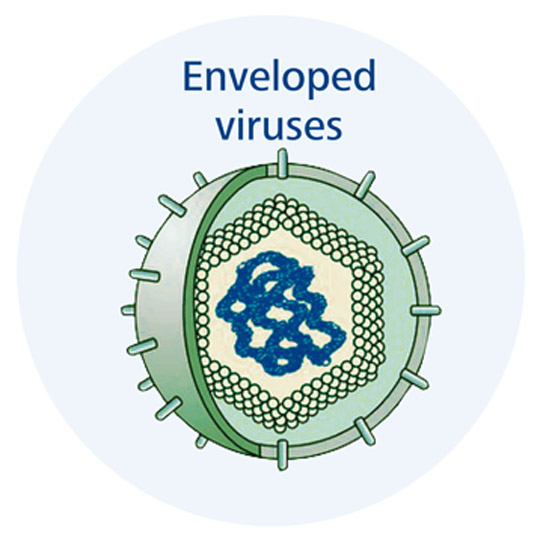 Enveloped viruses