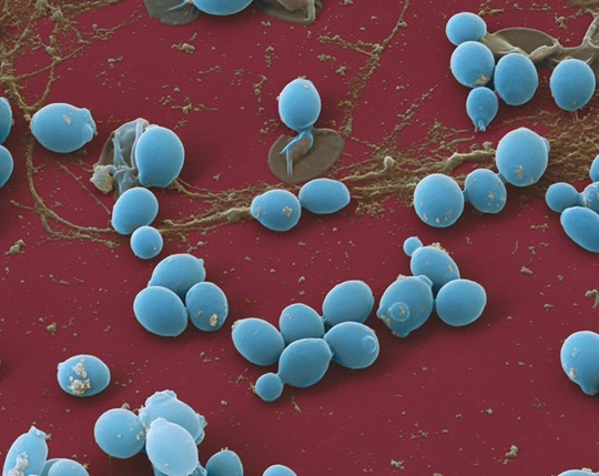 Candida albicans