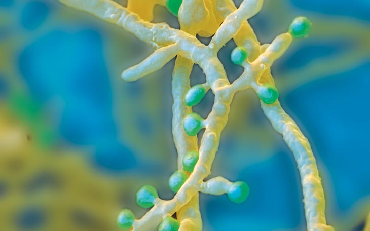 Trichophyton mentagrophytes