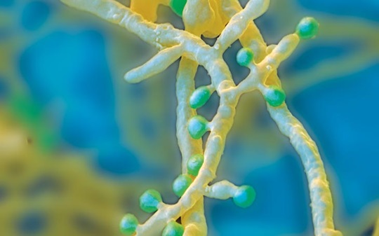 Trichophyton mentagrophytes