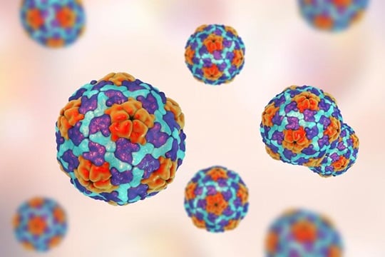 Hepatitis A virus (HAV)