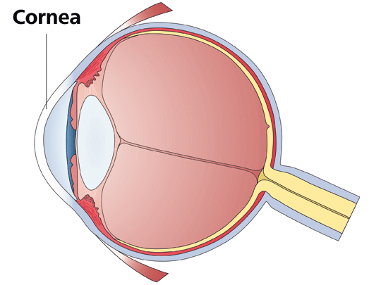 Keratoconjunctivitis epidemica