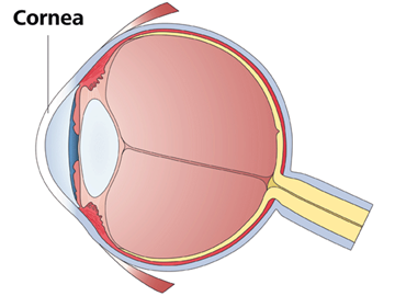 Keratoconjunctivitis epidemica