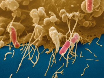 Microbicides