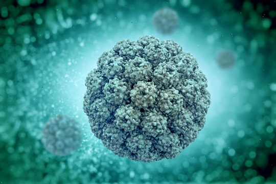 Polyomavirus
