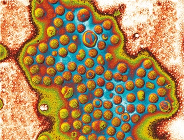 Rotavirus