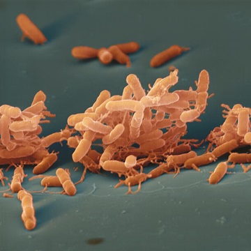 Salmonella
