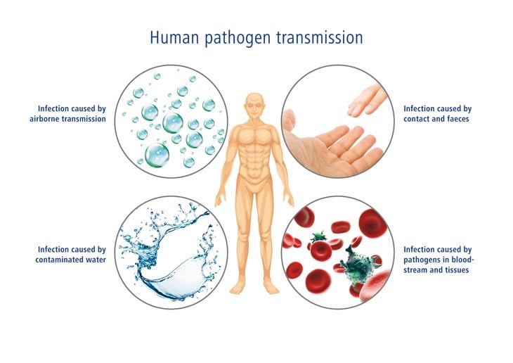pathogen transmission