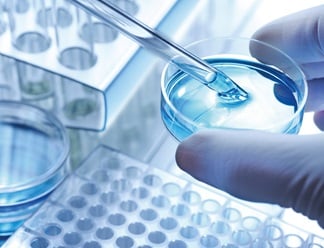 Pipette in einer Petrischale