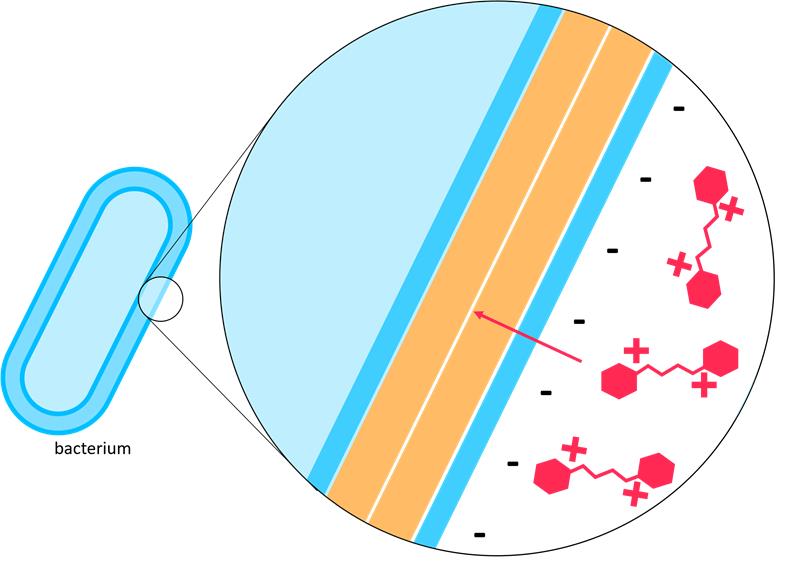 mode of action of chlorhexidine
