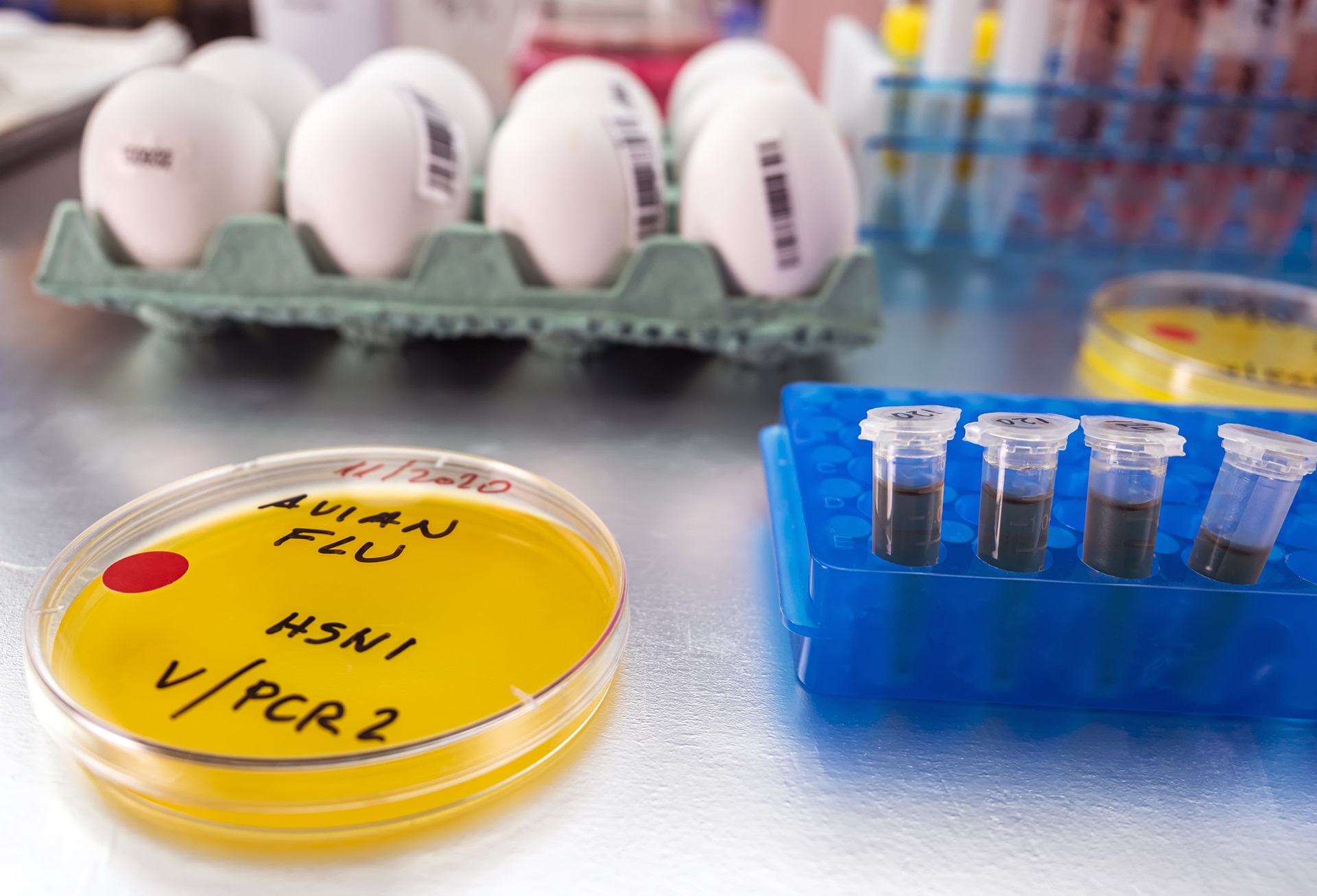 Avian flu research in the laboratory