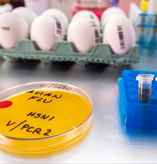 Avian flu research in the laboratory