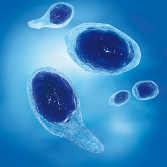 Bacterial spores
