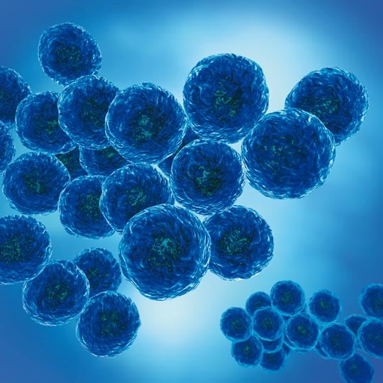 Cluster-forming cocci