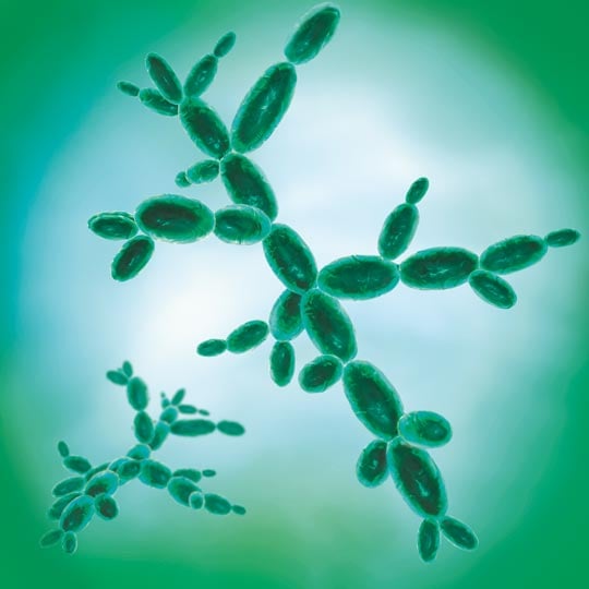 Cryptococcus neoformans