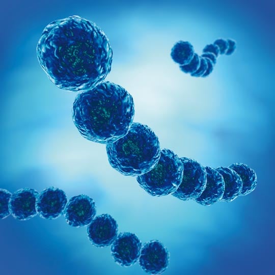 Chain-forming cocci