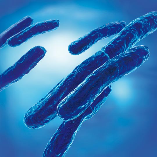 Mycobacterium tuberculosis (Bakterium inkl. MDR, XDR, XXDR und TDR)