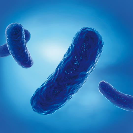 Rod-shaped bacteria (bacilli)