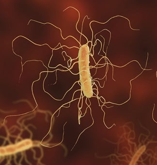 Illustration of the bacteria Clostridioides difficile