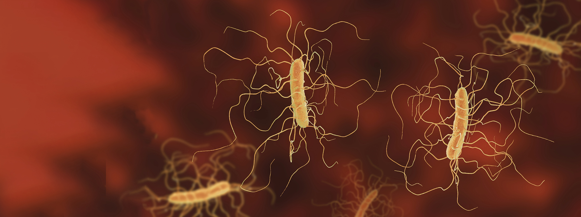 Illustration of the bacteria Clostridioides difficile