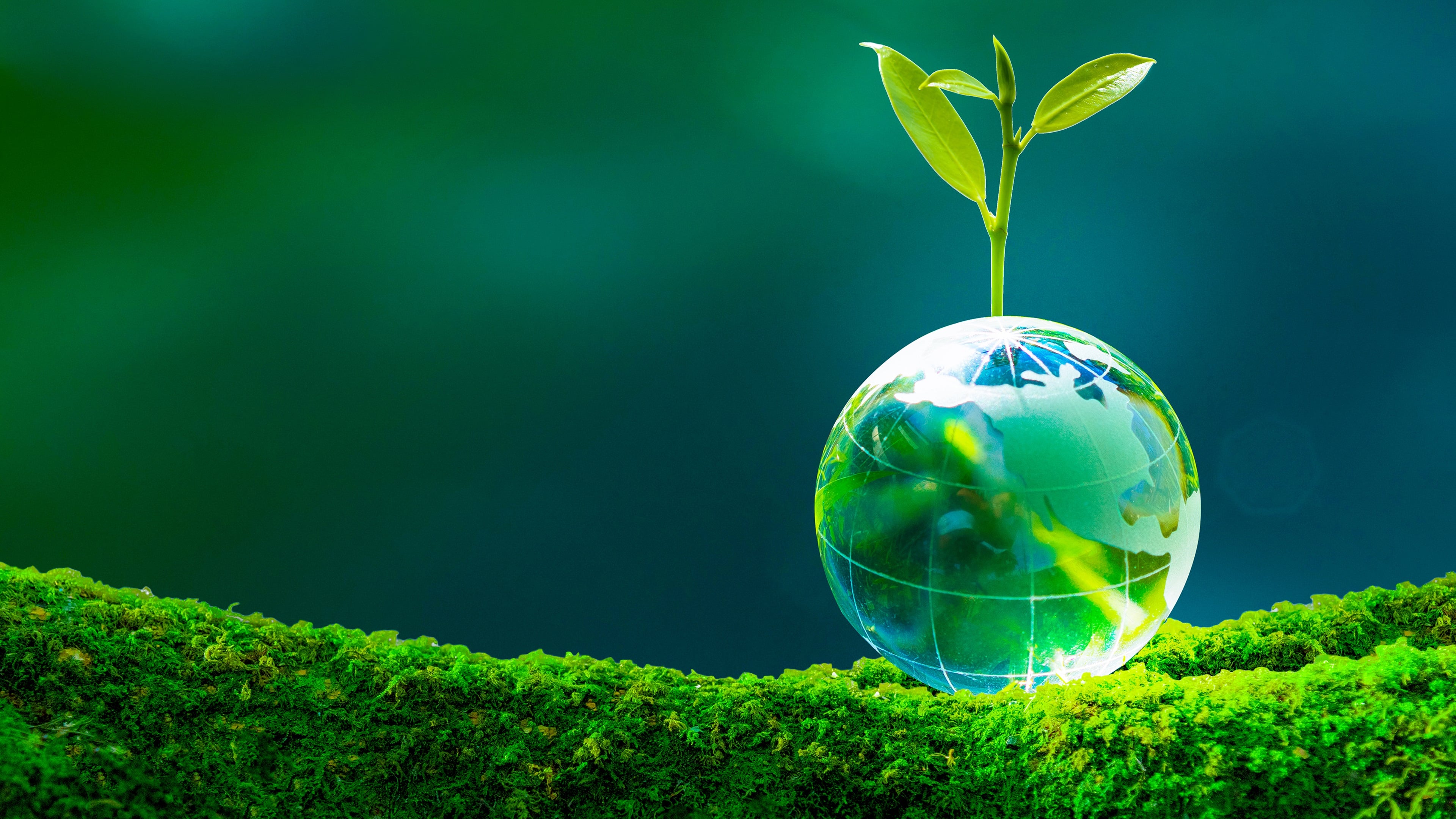 Image with a small globus on a branch with a green background.