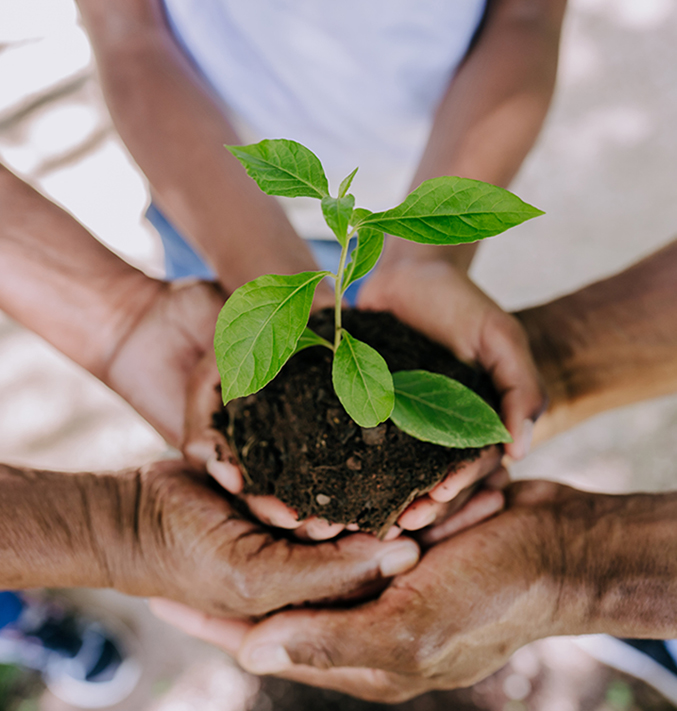 A few hands holding a small green plant.