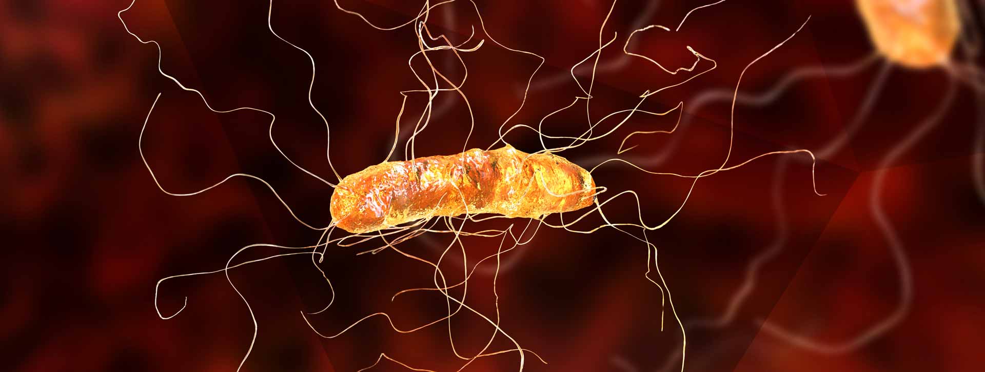 C. difficile